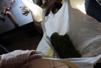 Полицейские поймали 27-летнего тагильчанина, который у себя дома выращивал коноплю (фото)