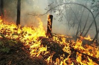 Под Нижним Тагилом сгорело несколько гектаров леса