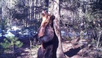 Танцующий медведь Ферапонт из Висимского заповедника занял второе место на всероссийском конкурсе (видео)