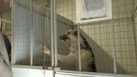 Специалисты мэрии проверили приюты для собак с которыми заключены контракты по передержке. В «Добрые руки» чиновников не пустили (видео)