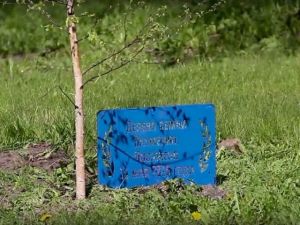 Неизвестные украли именные таблички семей, посадивших деревья в парке на берегу Выйского пруда в Нижнем Тагиле