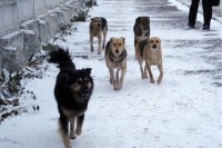 Тагильчане все чаще жалуются на бродячих собак: сервис «Городской контроль» завален жалобами