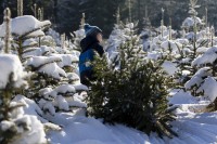Срубить новогоднюю елку законно: когда, где и сколько стоит в Нижнем Тагиле