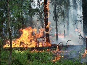 Первый лесной пожар под Нижним Тагилом потушили сегодня