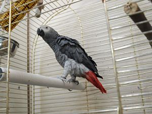 В Нижнем Тагиле мужчина украл из зоомагазина двух попугаев