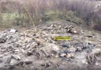 В Нижнем Тагиле обнаружили свалку с трупами собак и головами рогатого скота (видео)