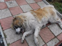 По факту убийства собаки в Черноисточинске все же возбудили уголовное дело. Спустя 3 месяца