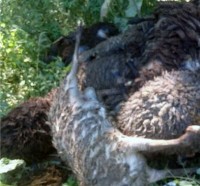 Мертвых овец выбросили на обочину Серовской трассы