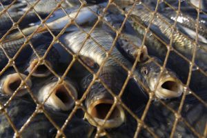 Пенсионеры-браконьеры сетями поймали на реке Нейва более сотни рыб