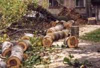Сергей Носов запретил массово вырубать деревья в городе