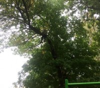 В Нижнем Тагиле семилетний мальчик залез на высокое дерево, но самостоятельно спуститься не смог (фото)