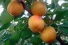В Свердловской области стали выращивать абрикосы, благодаря изменению климата