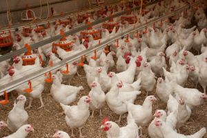 На Нижнетагильской птицефабрике по решению суда приостановлена работа цеха переработки мяса