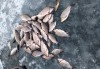 Свердловчане опасаются, что запрет на рыбалку (даже с удочки) – «обкатка» для всей страны