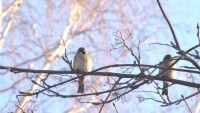 Натуралисты и музей-заповедник призывают тагильчан подкормить птиц в холода