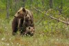 В Свердловской области медвежата вышли к людям: фото