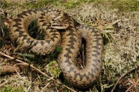 За июль змеи покусали 10 тагильчан. Как вести себя при встрече с рептилией