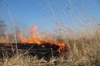 Природные пожары начались на Среднем Урале. В пригороде Нижнего Тагила огонь подбирается к автозаправке