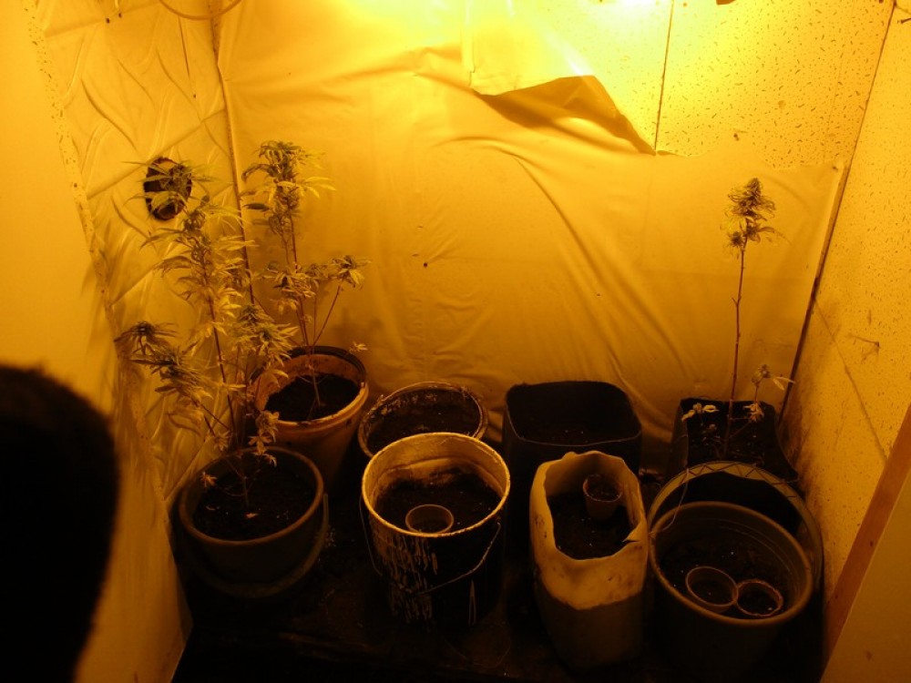 Тагильчанину грозит до 10 лет колонии за выращивание конопли в гараже (фото)