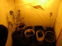 Тагильчанину грозит до 10 лет колонии за выращивание конопли в гараже (фото)