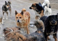 Мэрия Нижнего Тагила обещает найти отловщиков собак. А пока жалобы просто записывают