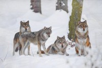 Загрызли восемь собак: волки терроризируют поселок под Нижним Тагилом