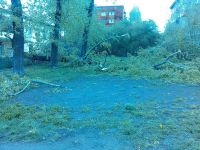 Первая гроза прогремела над Нижним Тагилом: ливень с градом и шквалистым ветром поломал деревья (фотофакт)
