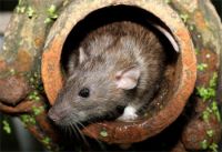 Свыше 400 тысяч рублей будут направлены на травлю крыс в Нижнем Тагиле