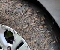 Уральские учёные рассказали, как бороться с нашествием гусениц