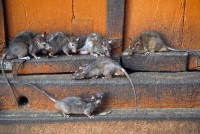 Полностью уничтожить крыс на Вагонке мешает несвоевременный вывоз мусора