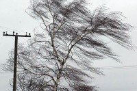 Синоптики предупреждают тагильчан о сильном ветре