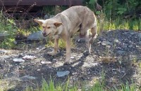 Неравнодушные тагильчане просят помощи в спасении собаки, которой отрезало ногу на НТМК