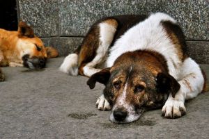 Мэрия Нижнего Тагила объявила конкурс на отлов 600 и утилизацию 588 бродячих собак