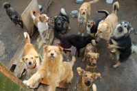 Областной минфин потребовал от Нижнего Тагила кастрировать собак перед усыплением