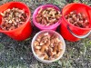 Жители Свердловской области уже ведрами собирают грибы (да, в апреле)