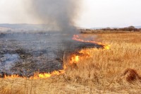 За сутки в Нижнем Тагиле и окрестностях 13 раз горела сухая трава