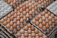 Производители призвали смириться с новыми ценами на яйца