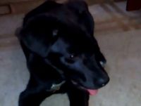 У жительницы Нижнего Тагила отобрали собаку в ветеринарном кабинете