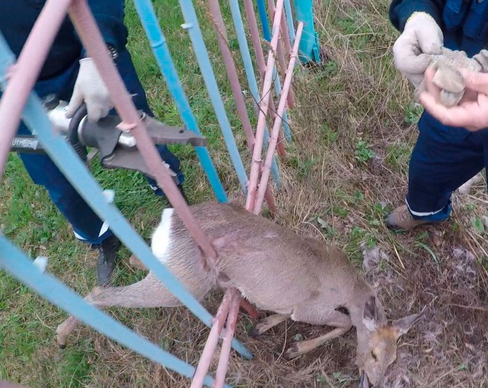 В Нижнем Тагиле спасли оленёнка, застрявшего в заборе возле школы (видео)