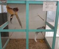 Владелец контактного зоопарка бросил животных в ТЦ, когда у него закончилась аренда помещения. «Два дня их никто не кормил и не поил» (фото)