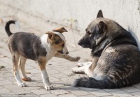 Пинаев предложил просчитать целесообразность создания муниципальной службы по отлову бродячих собак