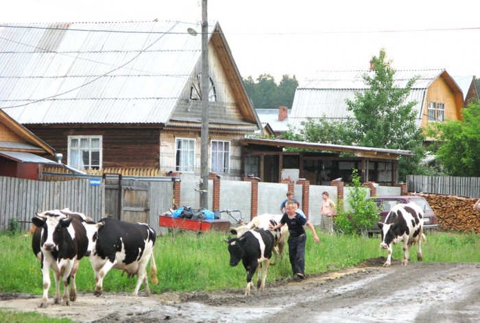 Неприхотливая с жирностью молока от 4%: на Урале хотят возродить знаменитую породу коров «Тагилка»