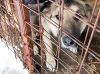 Шокирующие кадры спецприёмника, где содержатся отловленные бездомные собаки Нижнего Тагила (видео)