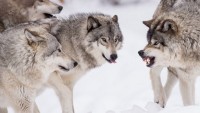 В Нижнем Тагиле разрешили неограниченный отстрел волков