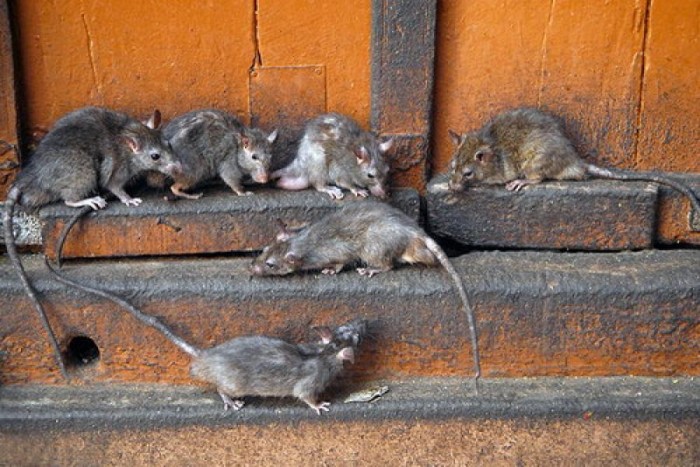 «Крыс больше, чем жильцов». Новостройка в Нижнем Тагиле переживает нашествие грызунов (видео)