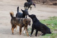 До конца года в Нижнем Тагиле 800 тыс руб потратят на отлов бродячих собак