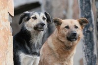 «Полгода мы должны собачку кормить, поить, ухаживать за ней»: Нижнему Тагилу не хватает денег на борьбу с бездомными собаками
